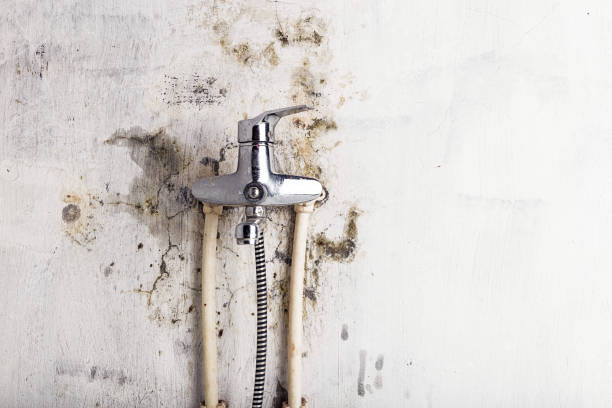 Best Toxic Mold Removal  in Oconto, WI