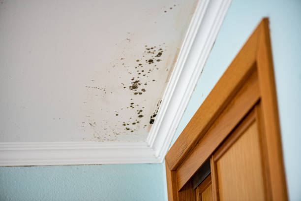 Best Local Mold Removal Service  in Oconto, WI