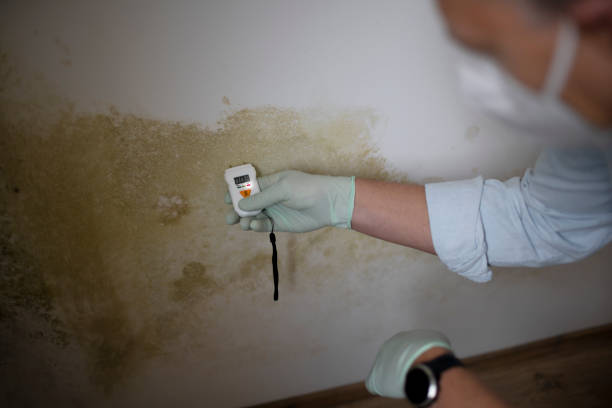 Best Mold Testing  in Oconto, WI